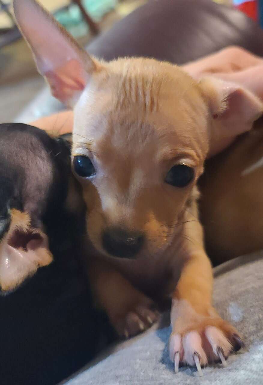 Rehoming Chihuahua Puppies image 15
