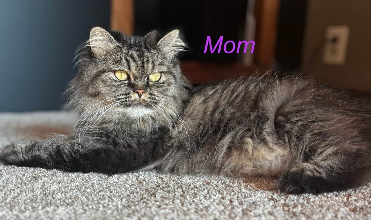 Persian Kittens image 9