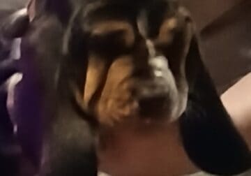 Basset hound puppies