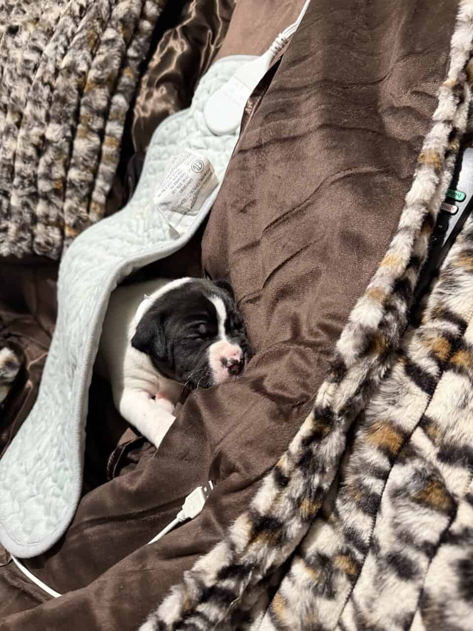 Pitbull / Great Dane puppy image 6