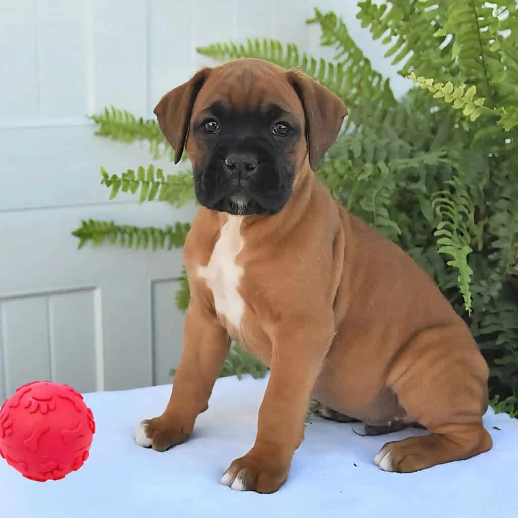 Boxer puppy Archer image 3