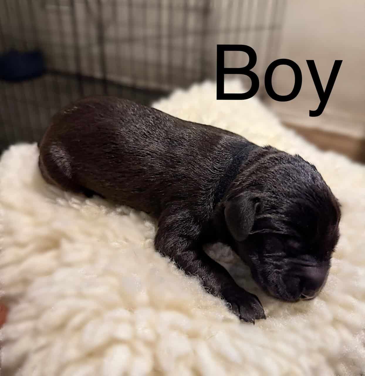 Giant Schnauzer/Great Dane mix Puppies image 8