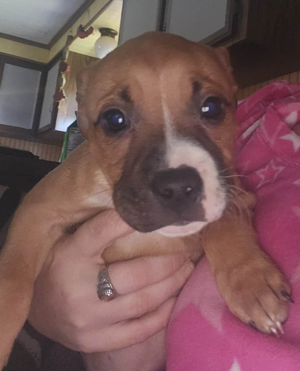 2 female full blooded pittbulls image 3