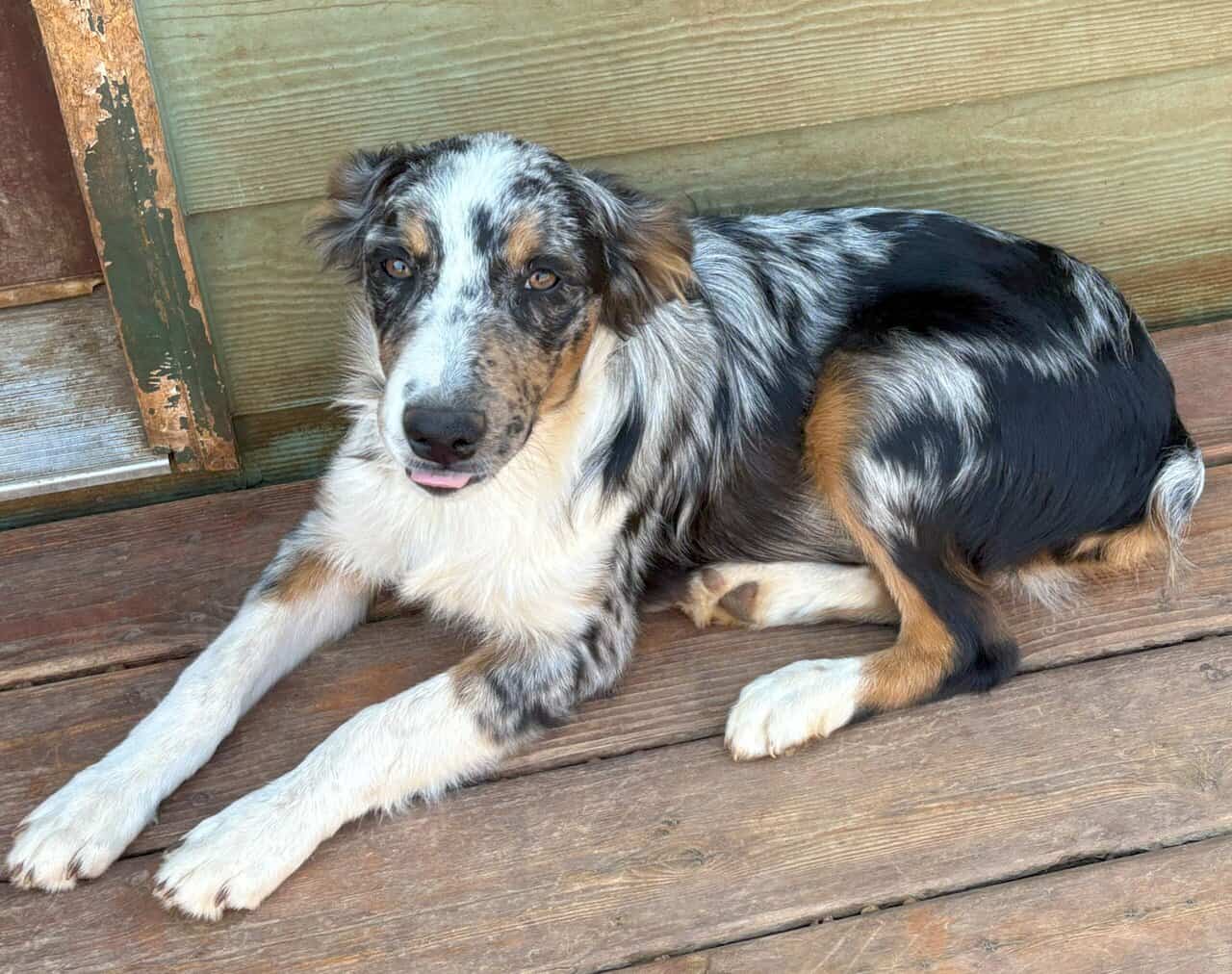 Purebred Aussie puppies image 1