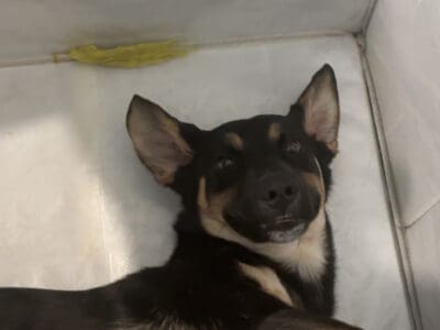 German shepherd Lab for sale