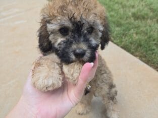 Beautiful toy poodle male