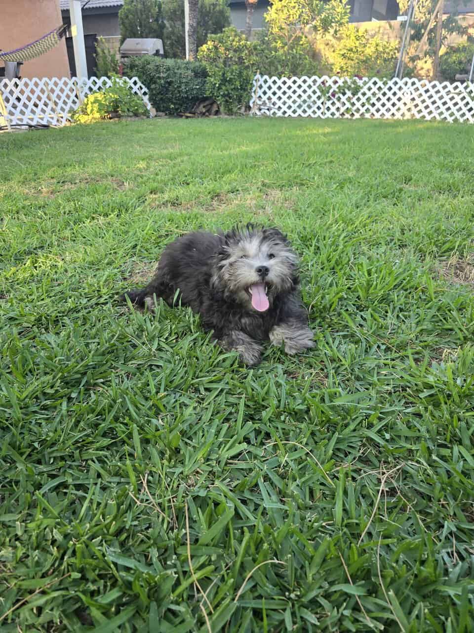 Available Puppies image 5