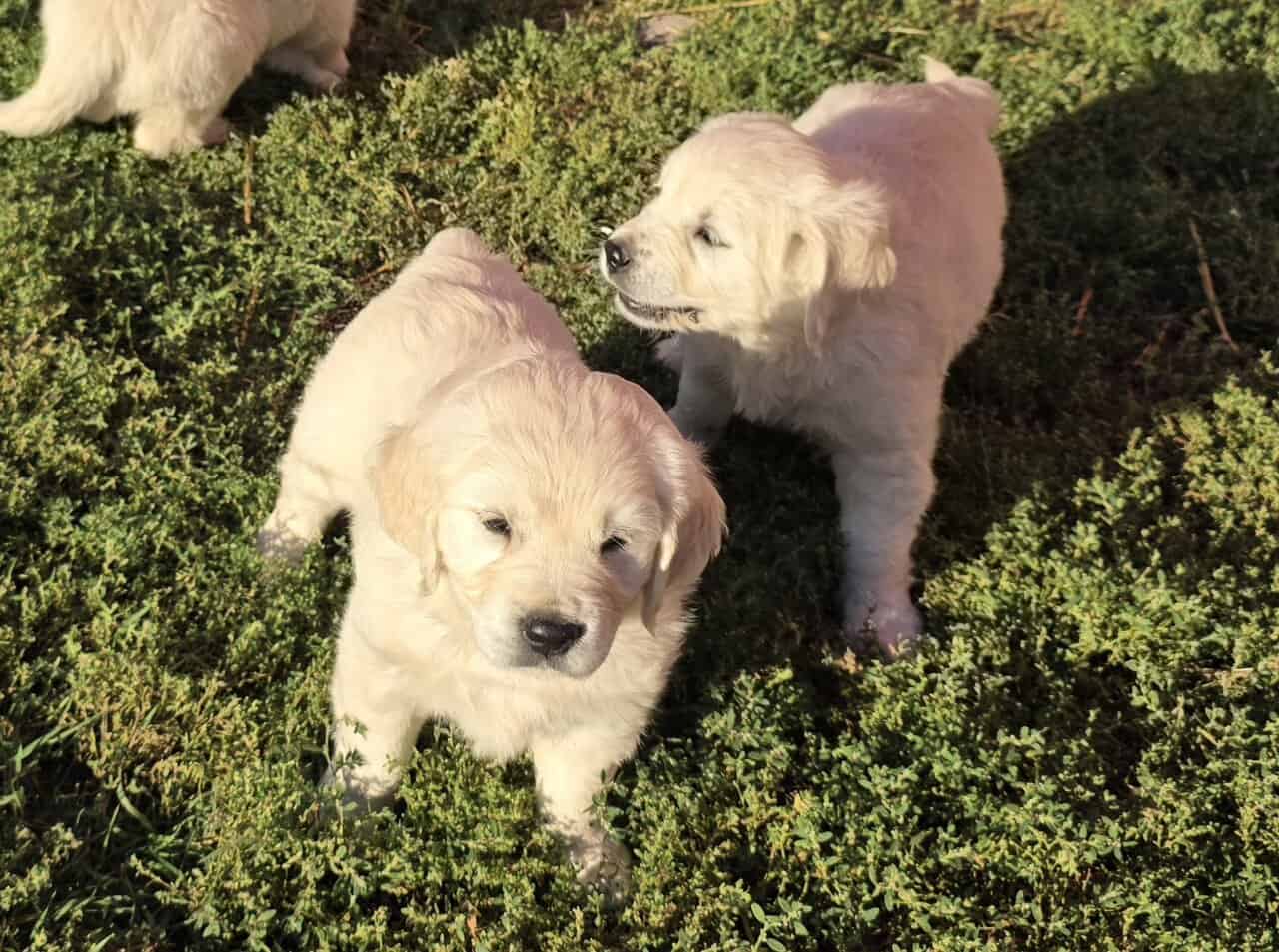 English cream golden retrievers image 6