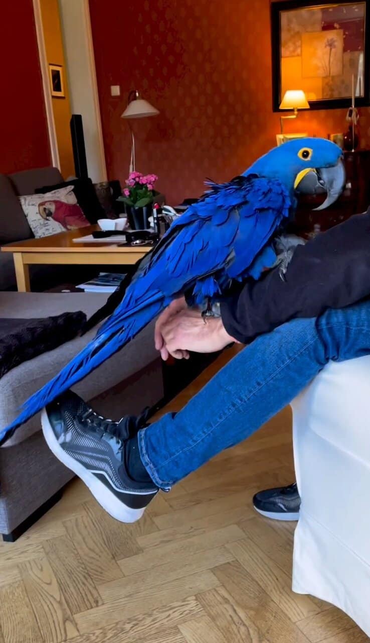 DNA tested fertile hyacinth macaw bonded pair image 2