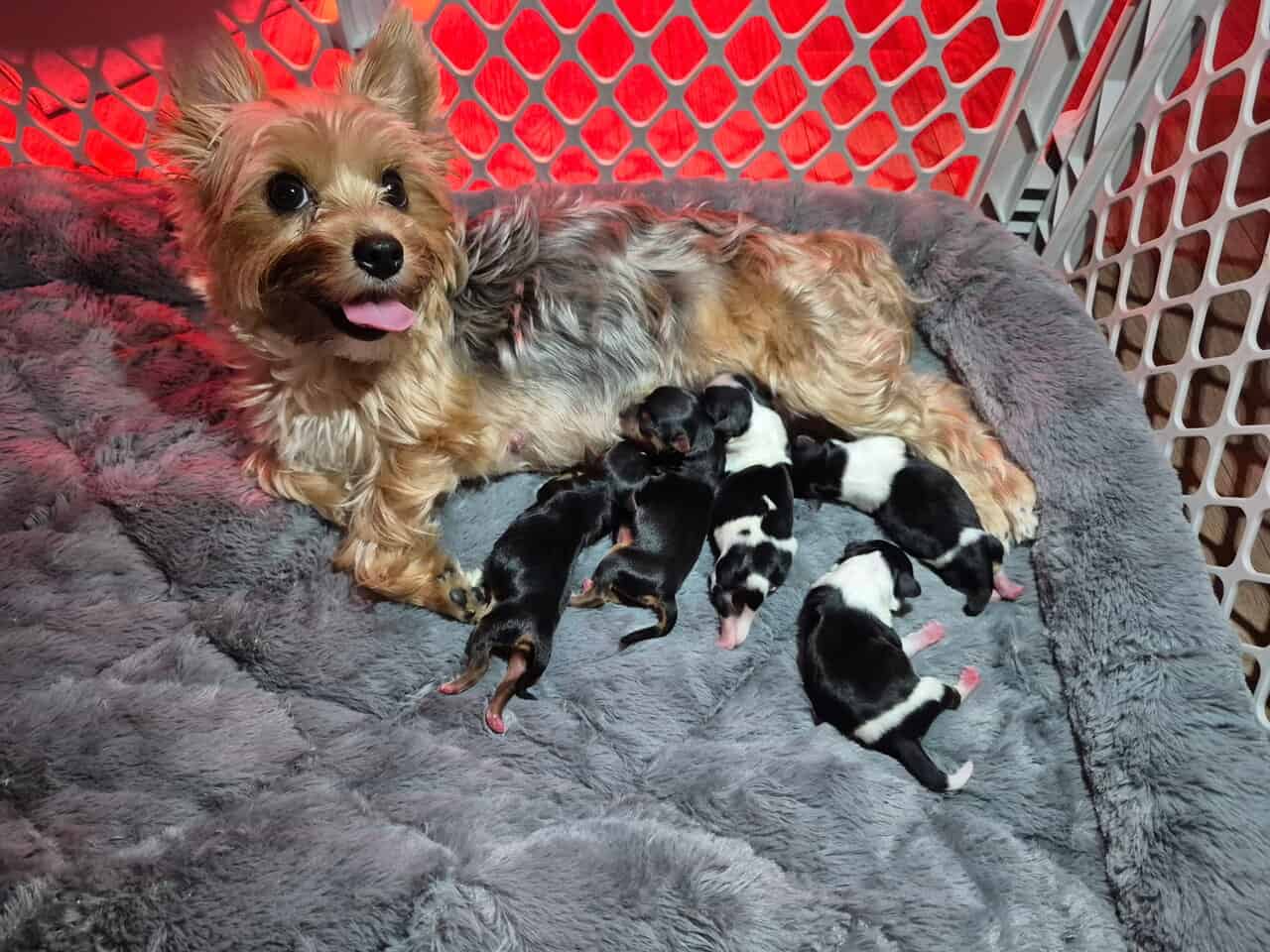 Yorkie Tales image 6