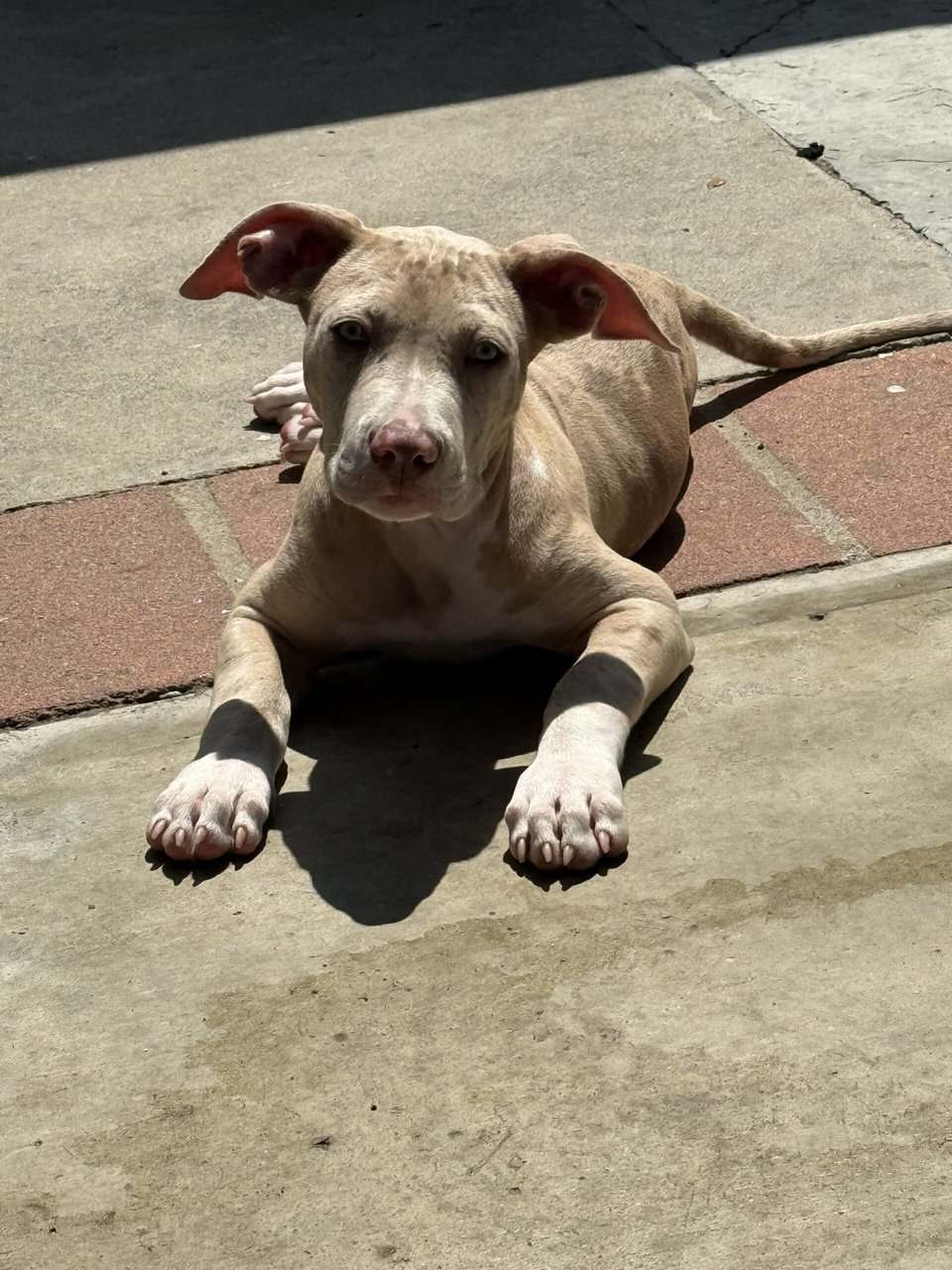 XL American Bully puppy image 3