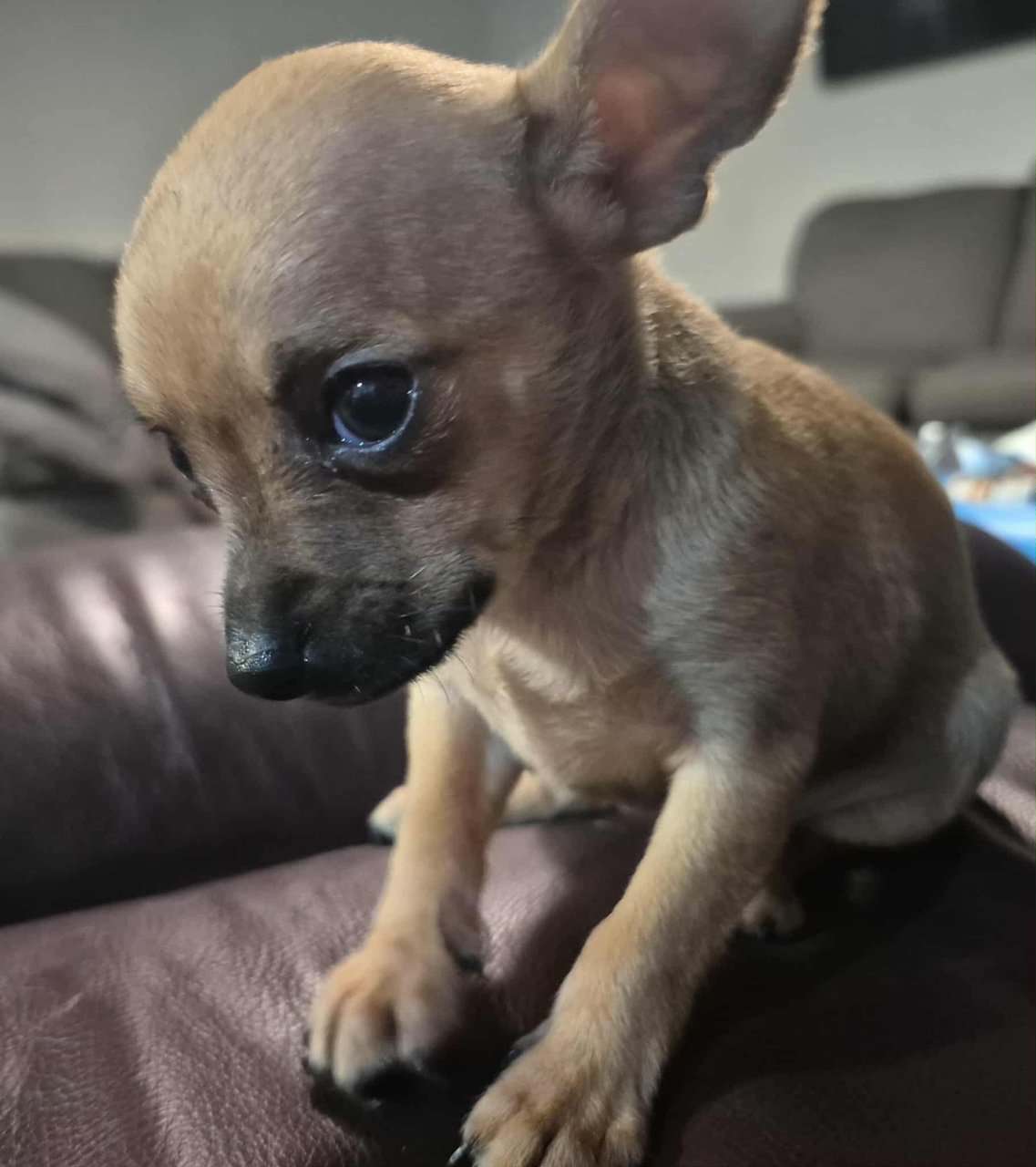 Rehoming Chihuahua Puppies image 5