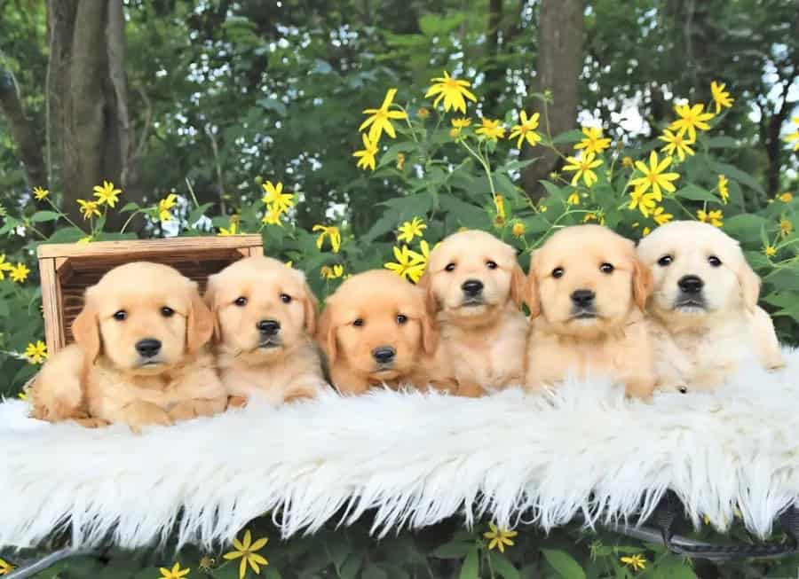 Golden Retriever Puppy Marshall image 2