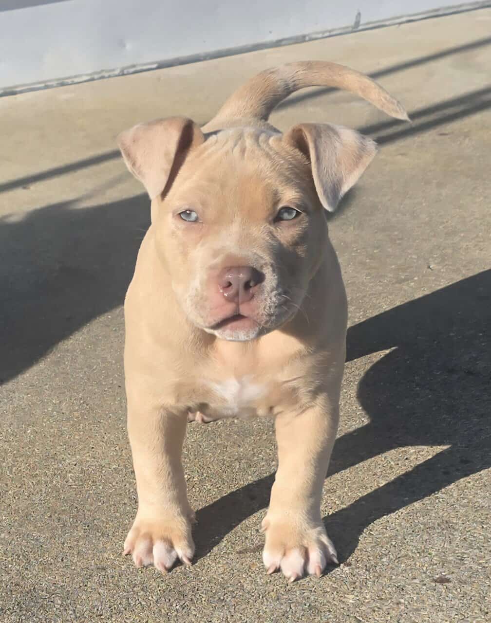 American bully image 1