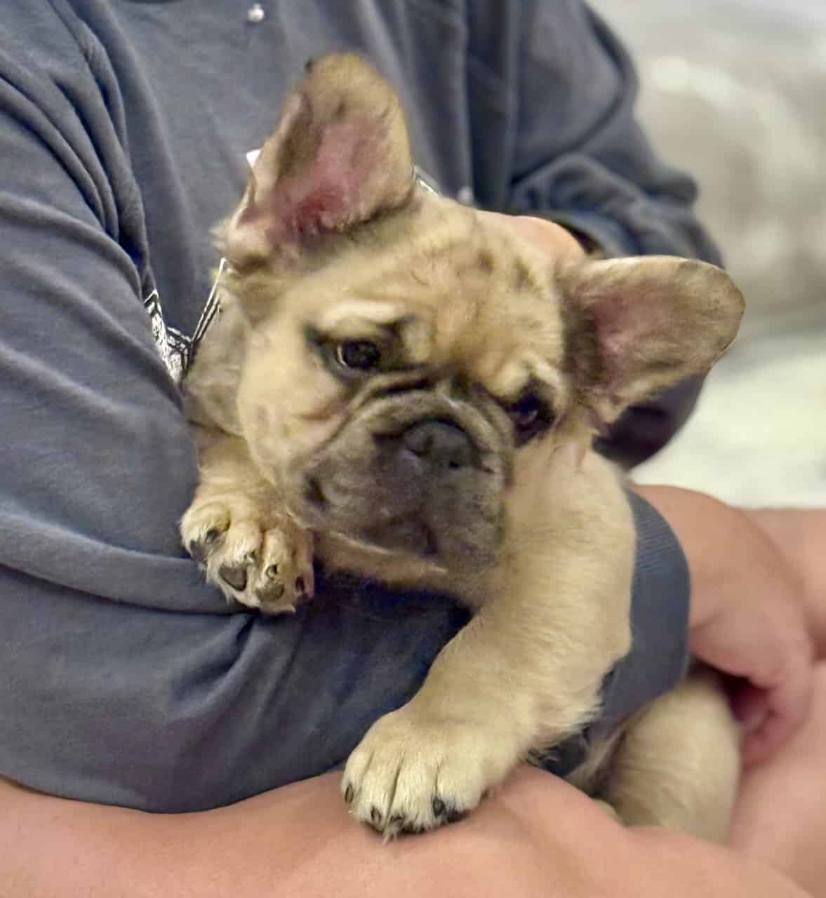 Fluffy Frenchies image 5