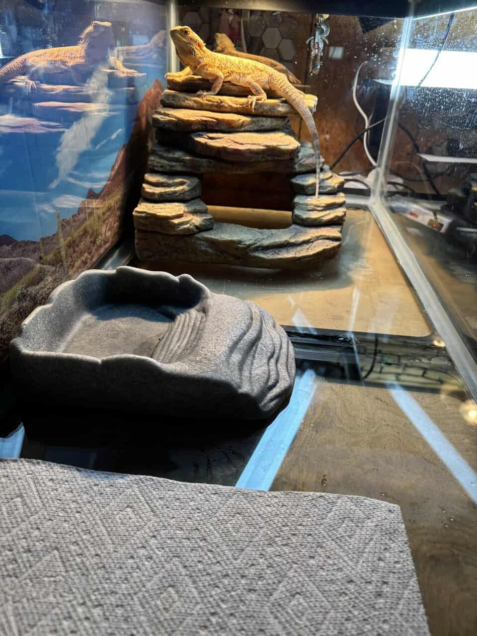 Bearded Dragon with Tank image 2