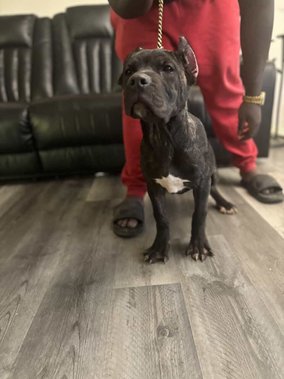 🏆 Loyal & Protective ICCF Cane Corso Puppies 🏆 image 3