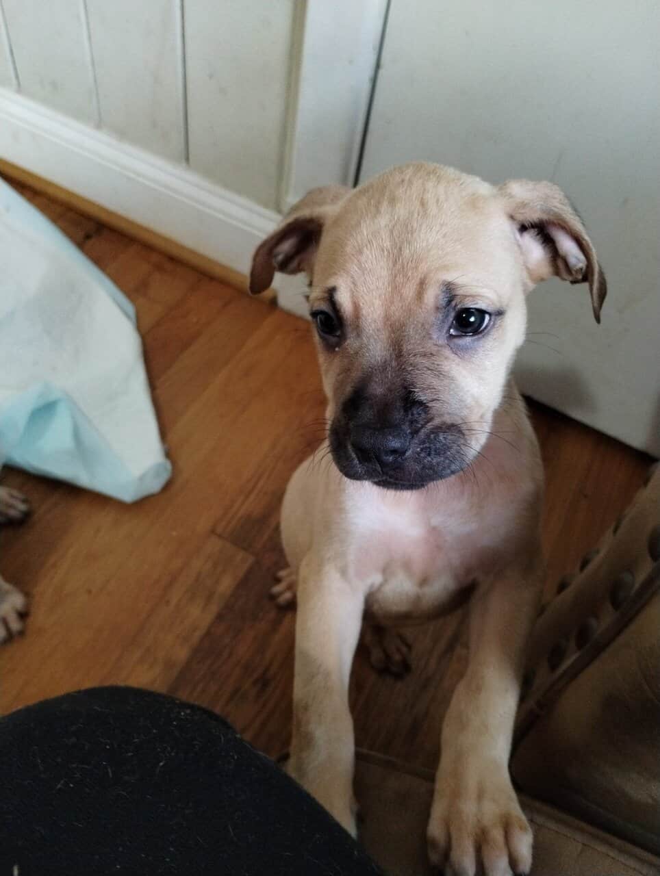 Boerboel/Presa Canario Mix puppies image 5