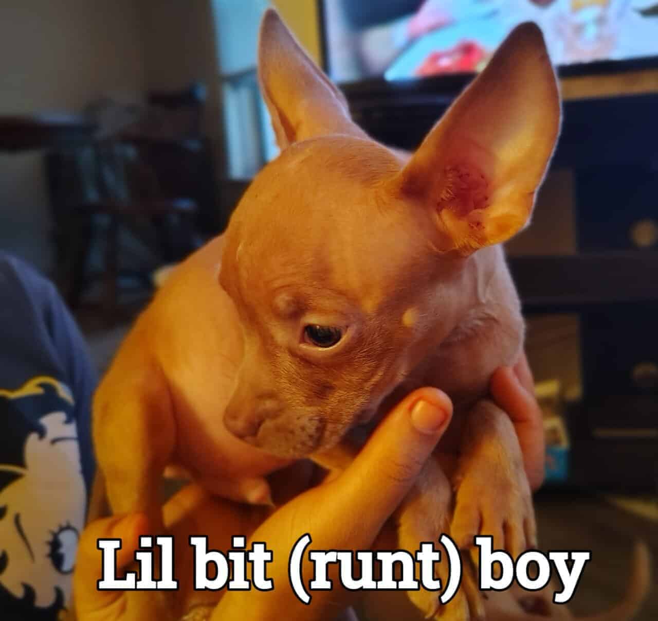 Puppies image 1