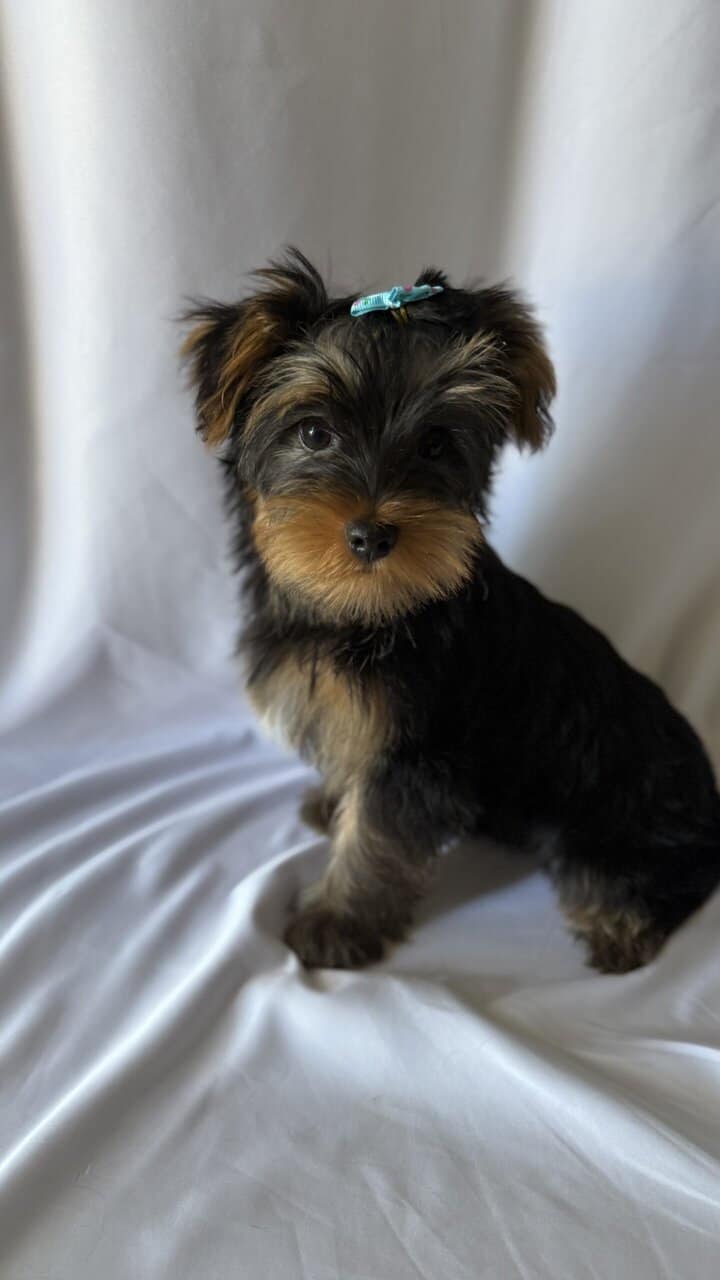 YORKIE image 1