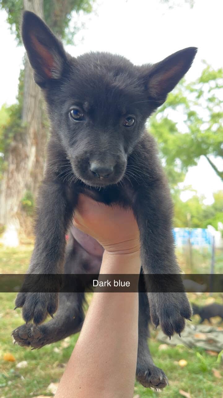 AKC German Shepherd Puppies image 9