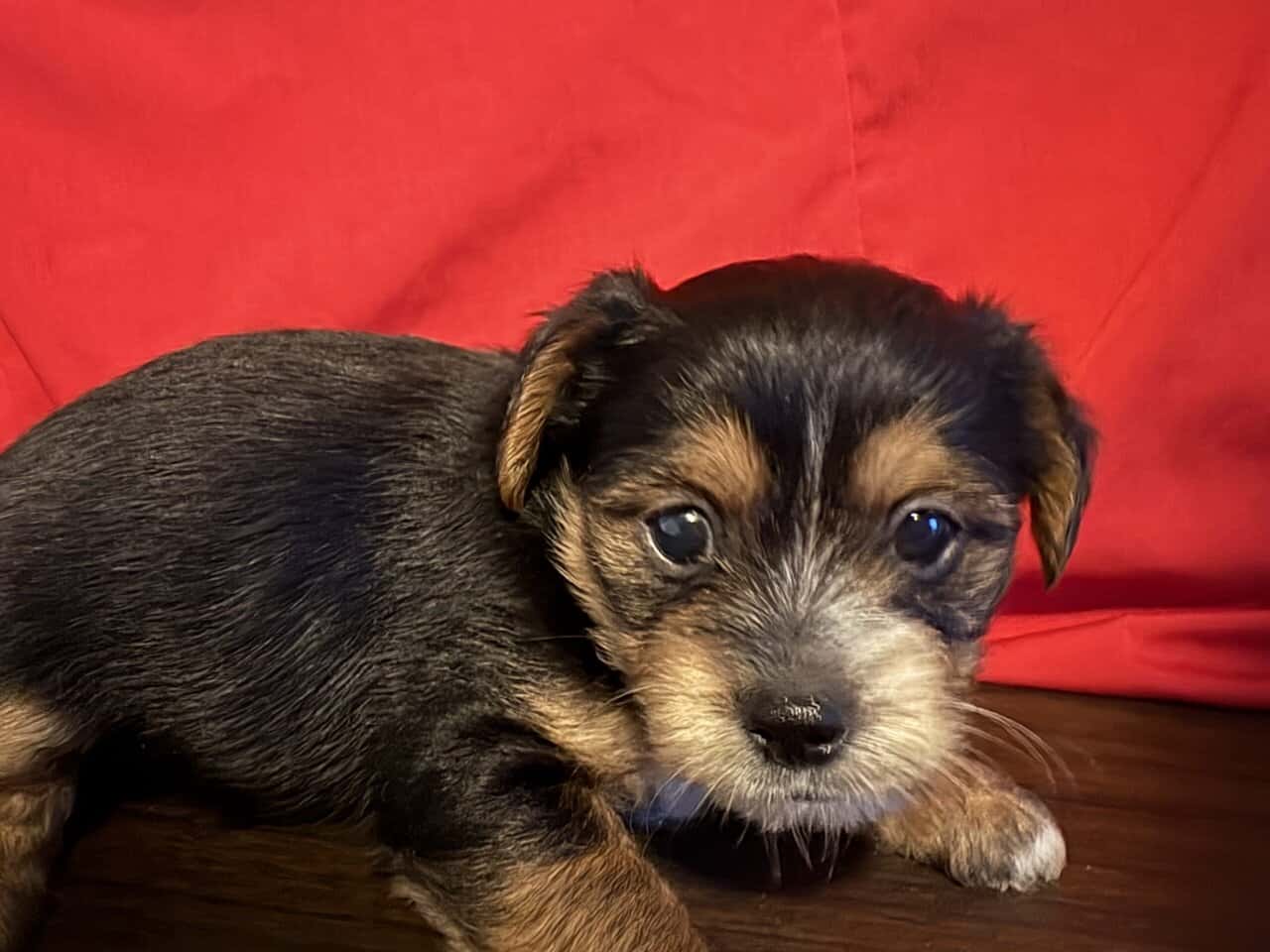 Shorkies needing home ASAP!! image 5