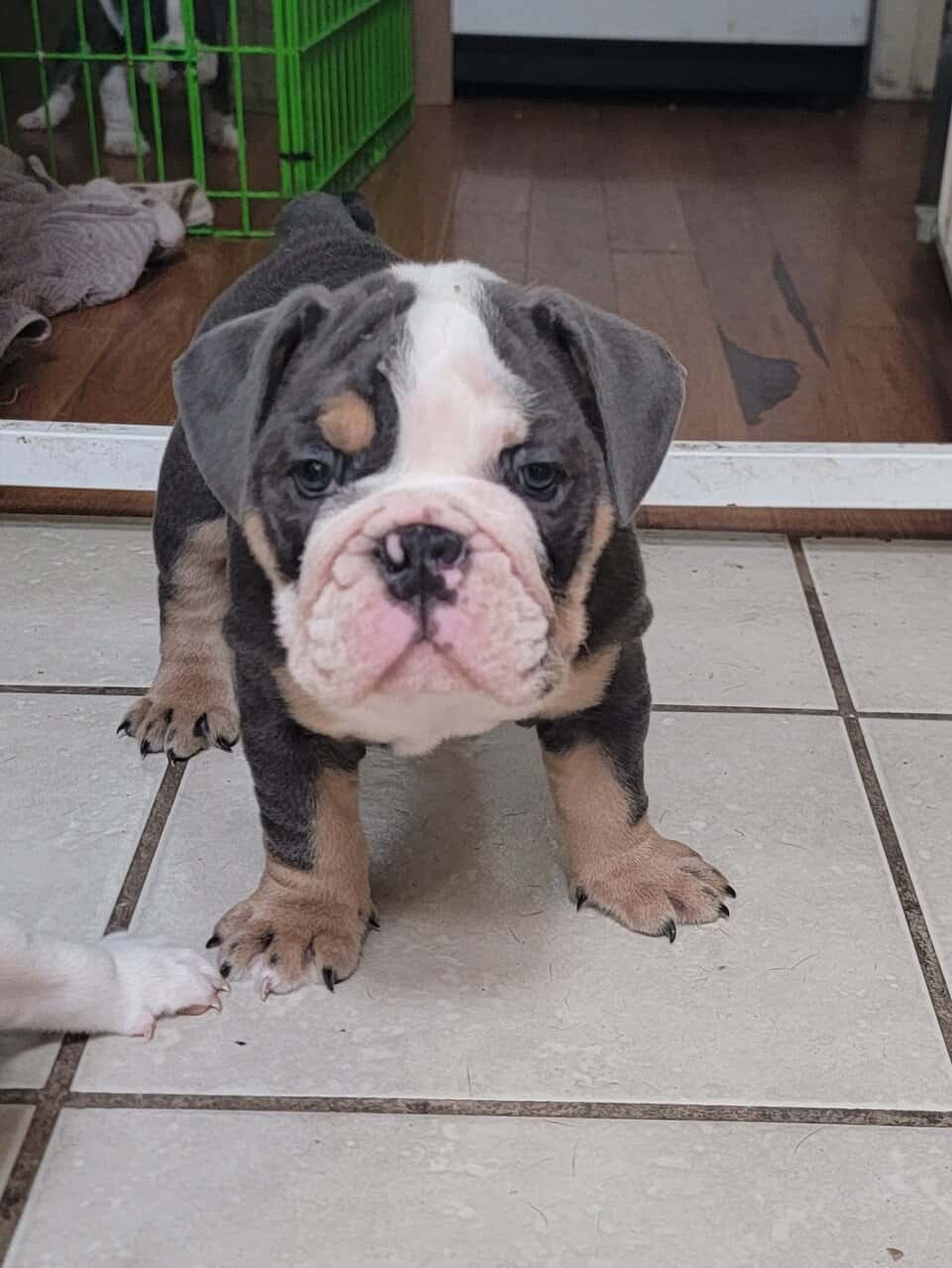 English bulldog puppies image 3