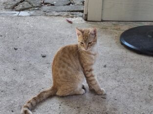 Older Kittens need a good home.