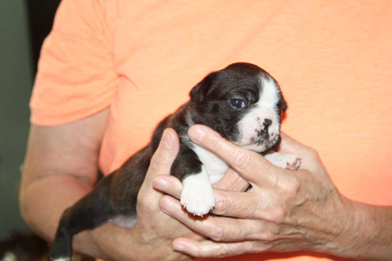 Boston Terrier Puppies image 4
