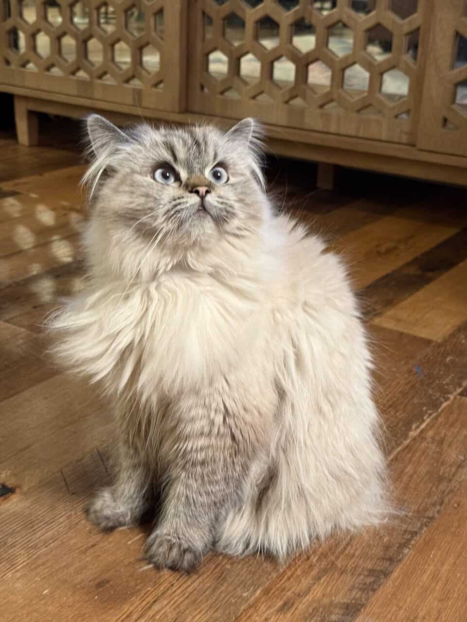 Vanilla is a Seal Point Himalayan Cat 1.5 Yrs Old image 9
