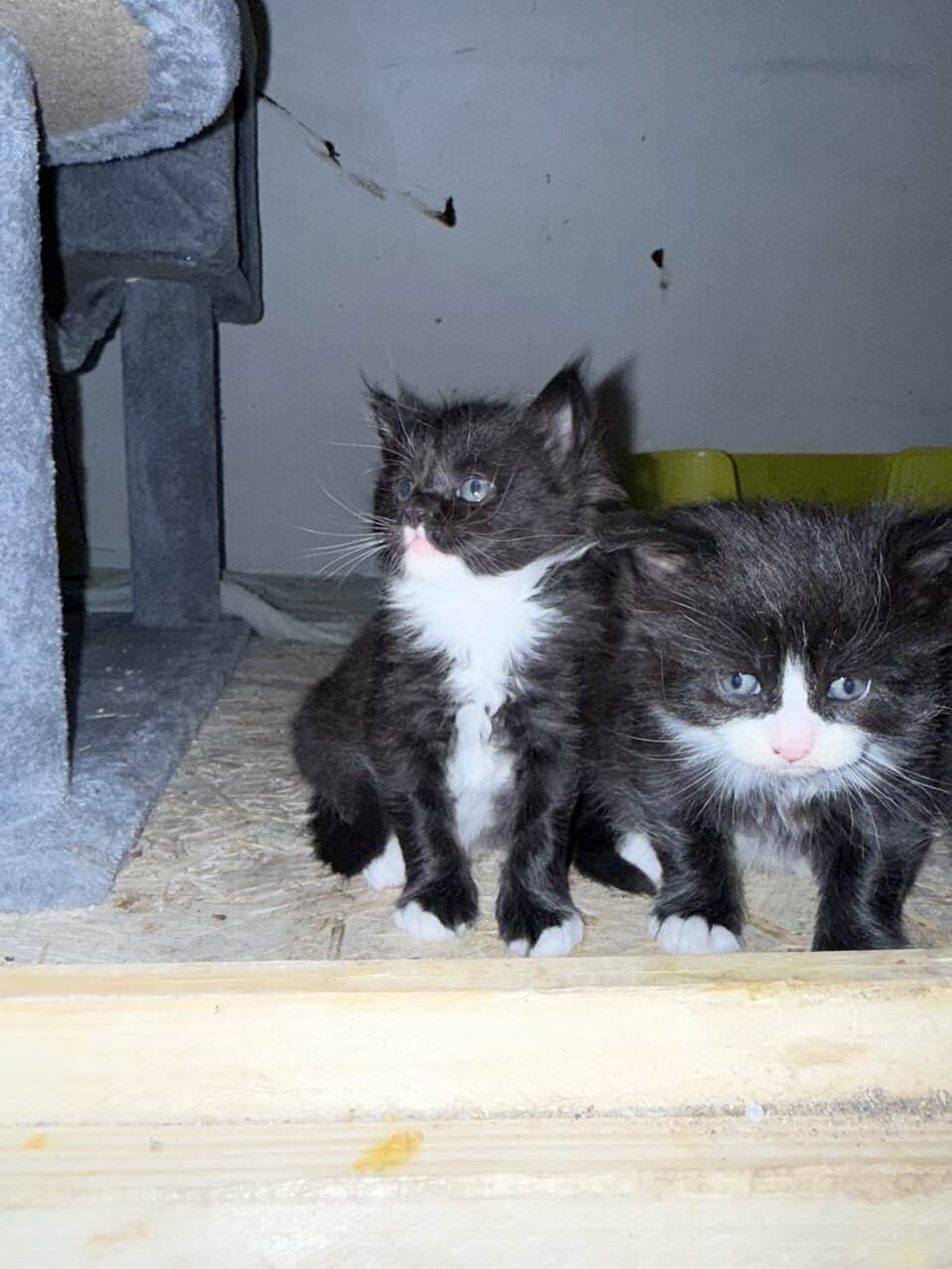 Mainecoon kittens image 7