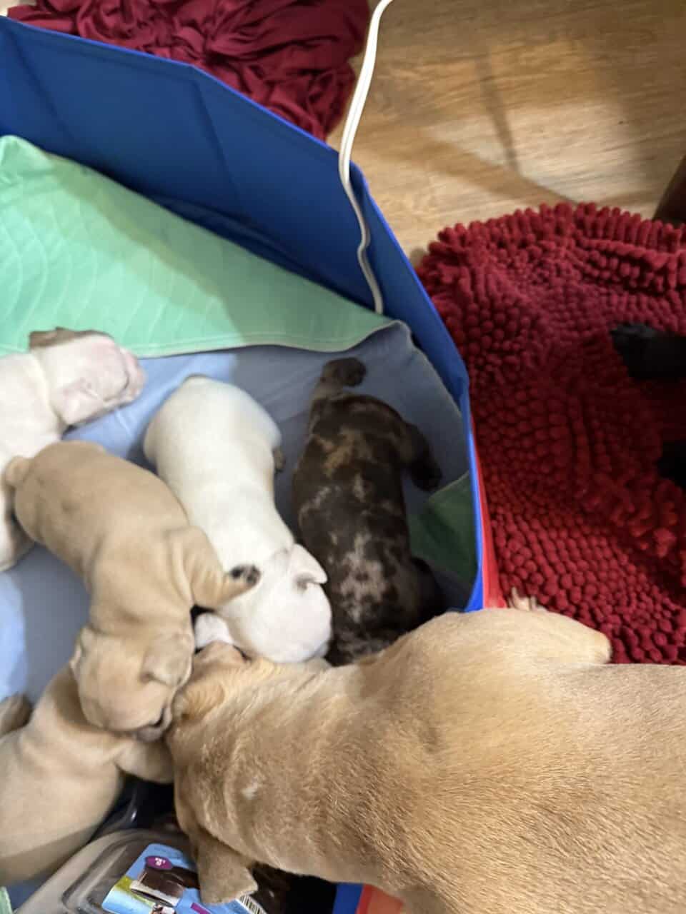 French bulldog babies image 3