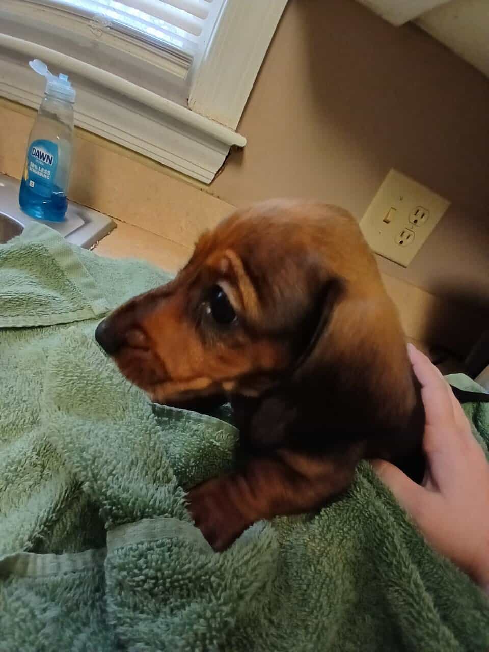 Dachschund puppies mini image 7