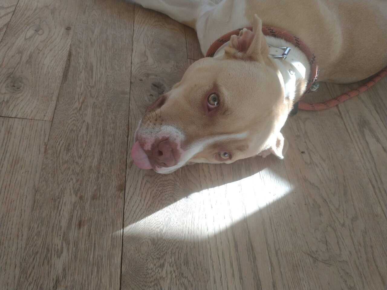 Pitbull Mastiff Mix puppy image 5