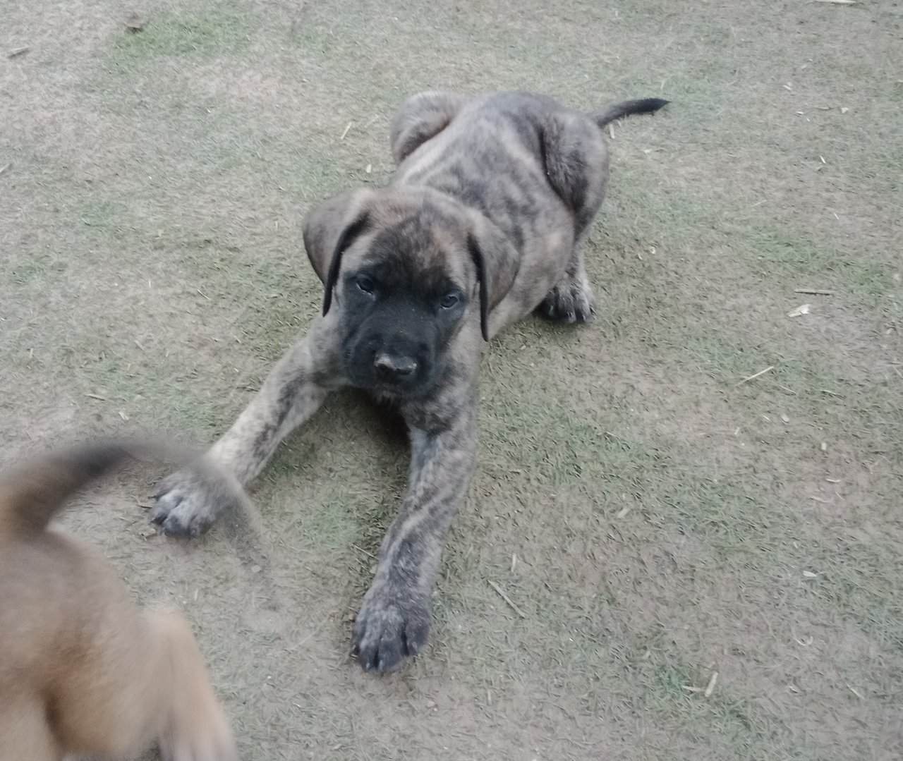 AKC English Mastiff image 3