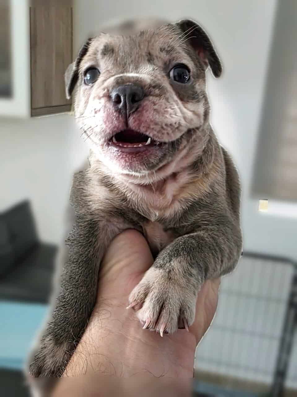 French Bulldog Puppies image 4