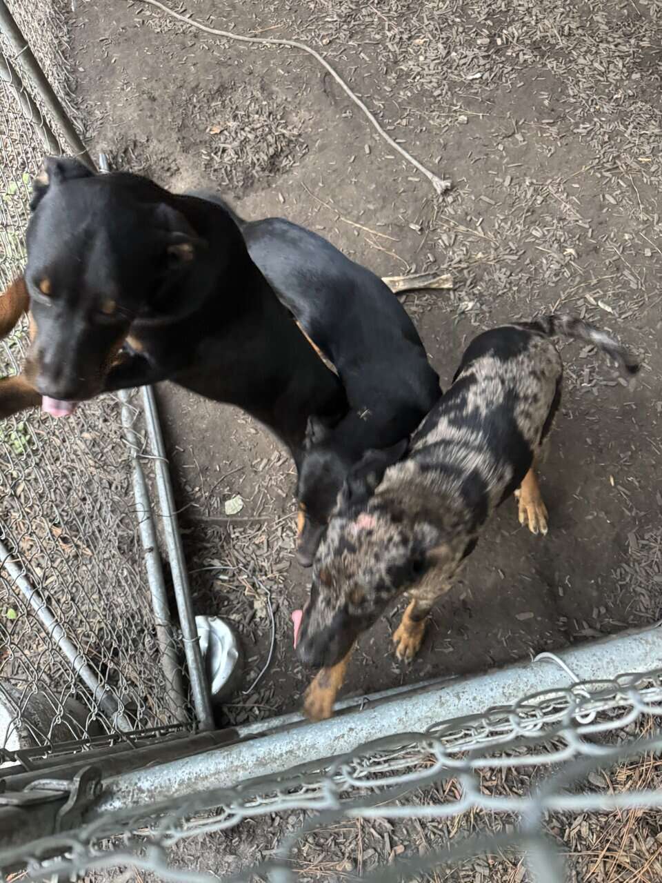 Rottweiler mix puppies image 4