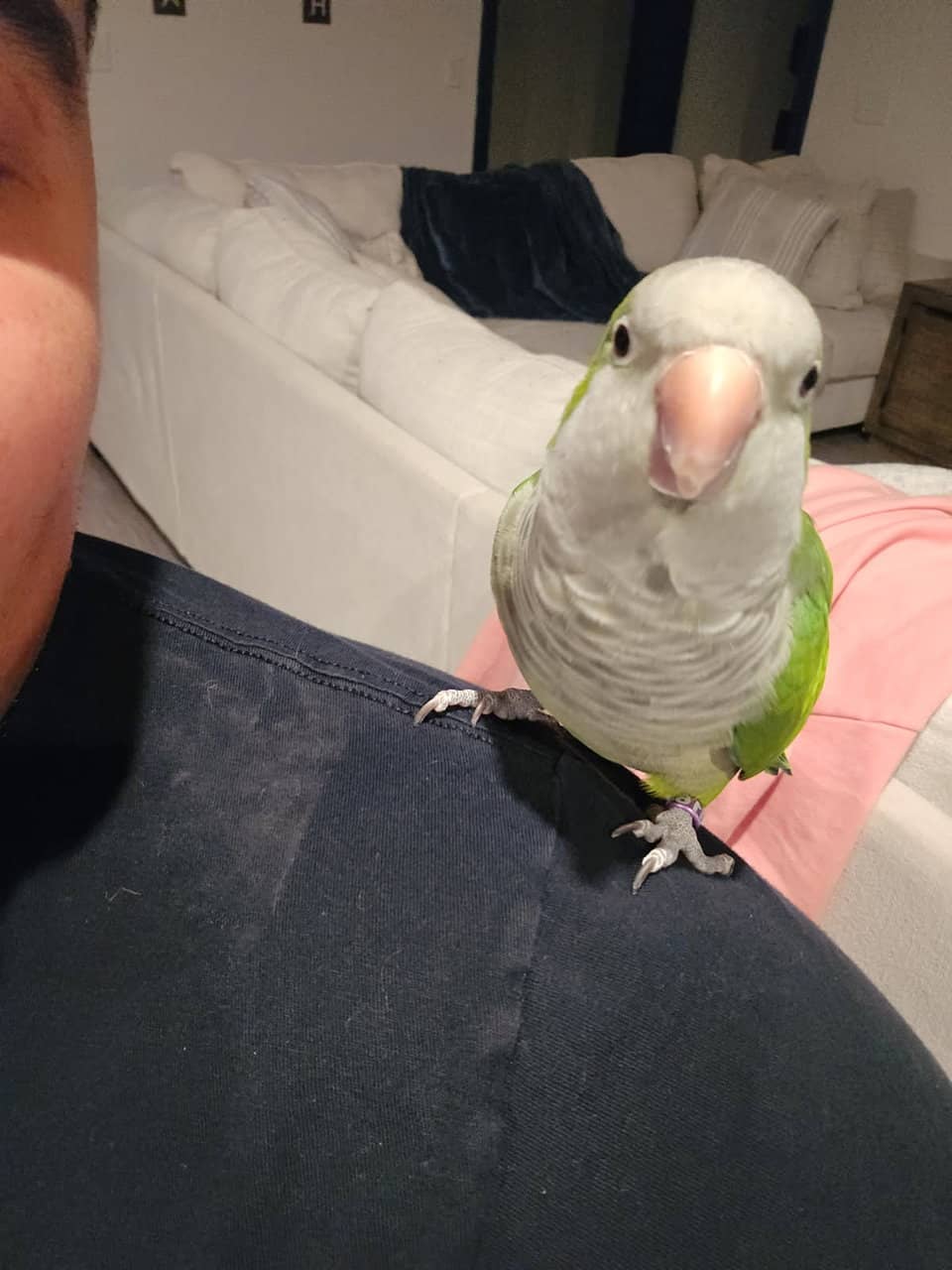 Quaker Parrot image 4