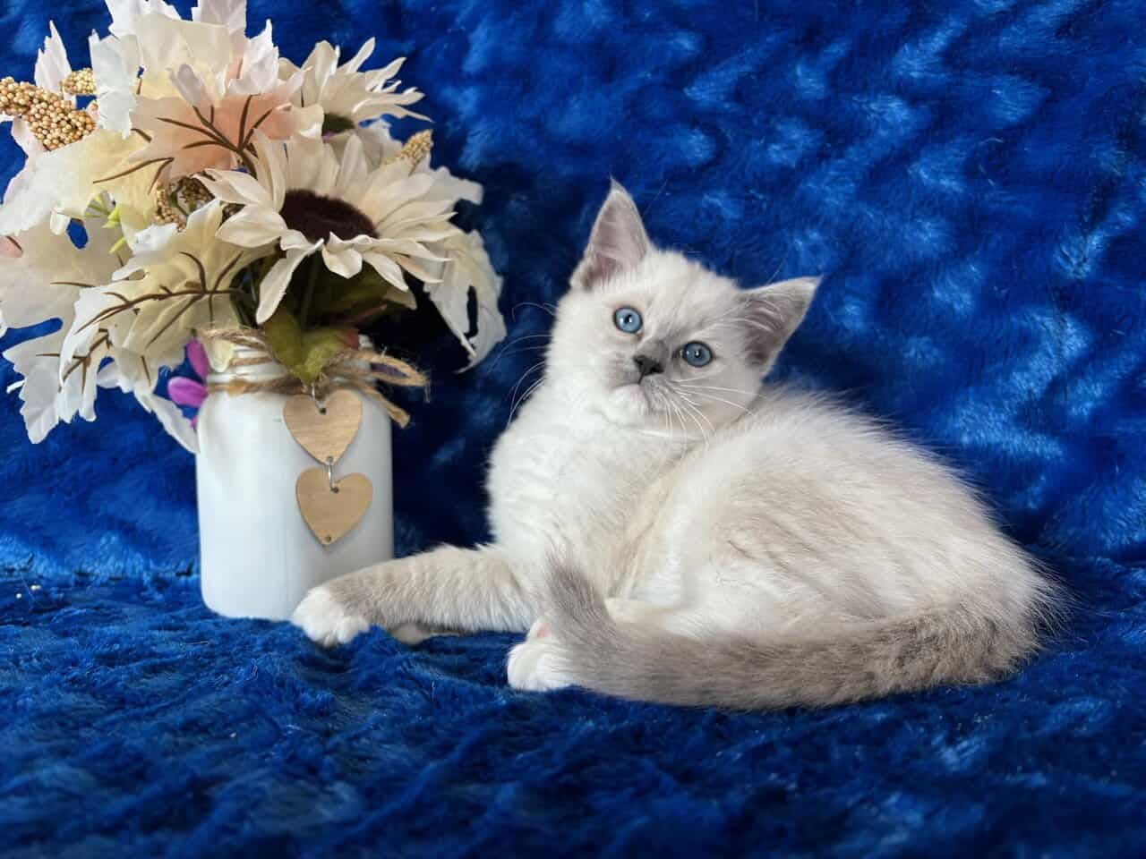 Ragdoll TICA Kittens Champion father $1000 image 6