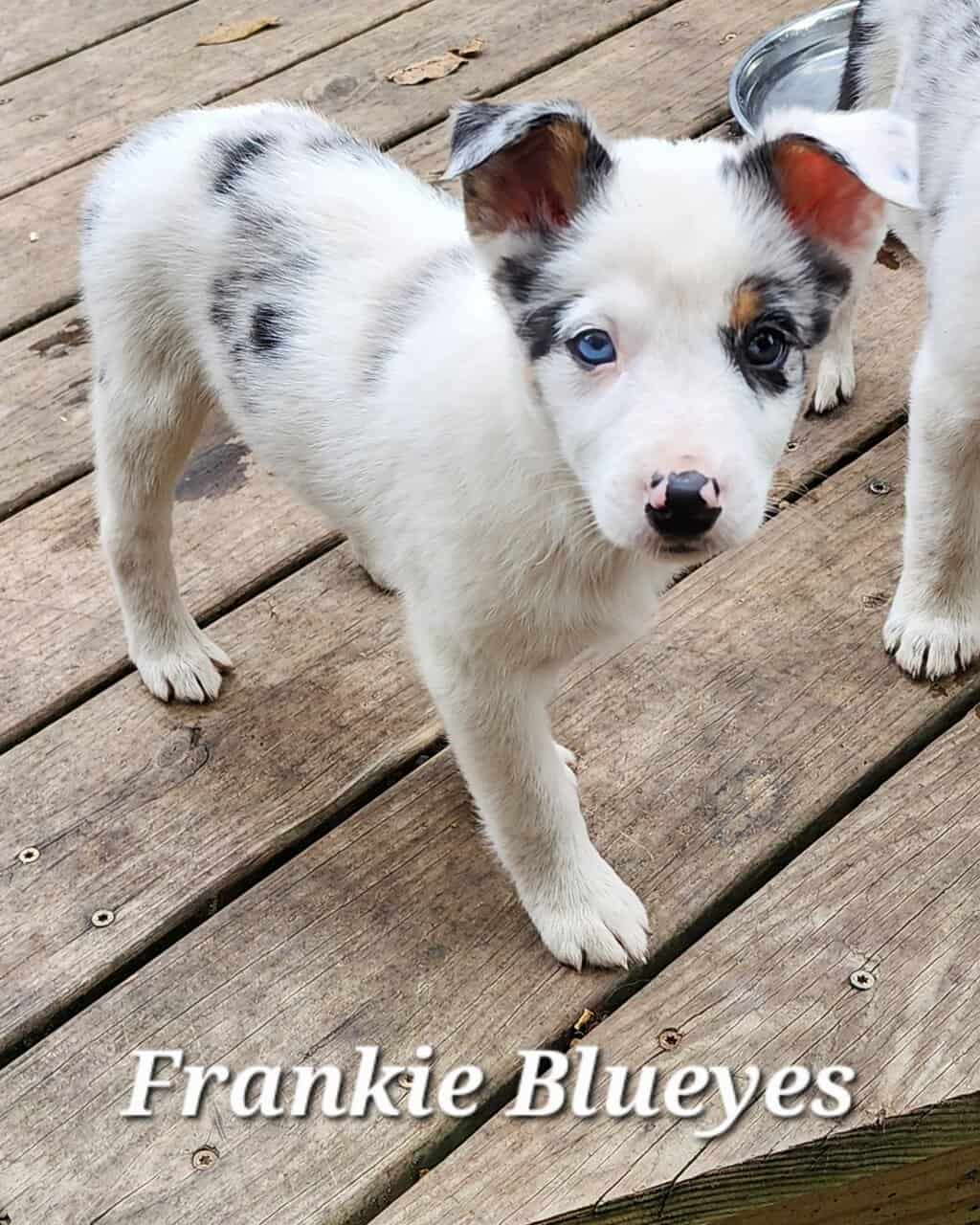 Texas Heeler (Australian Shephard Cattledog) image 5