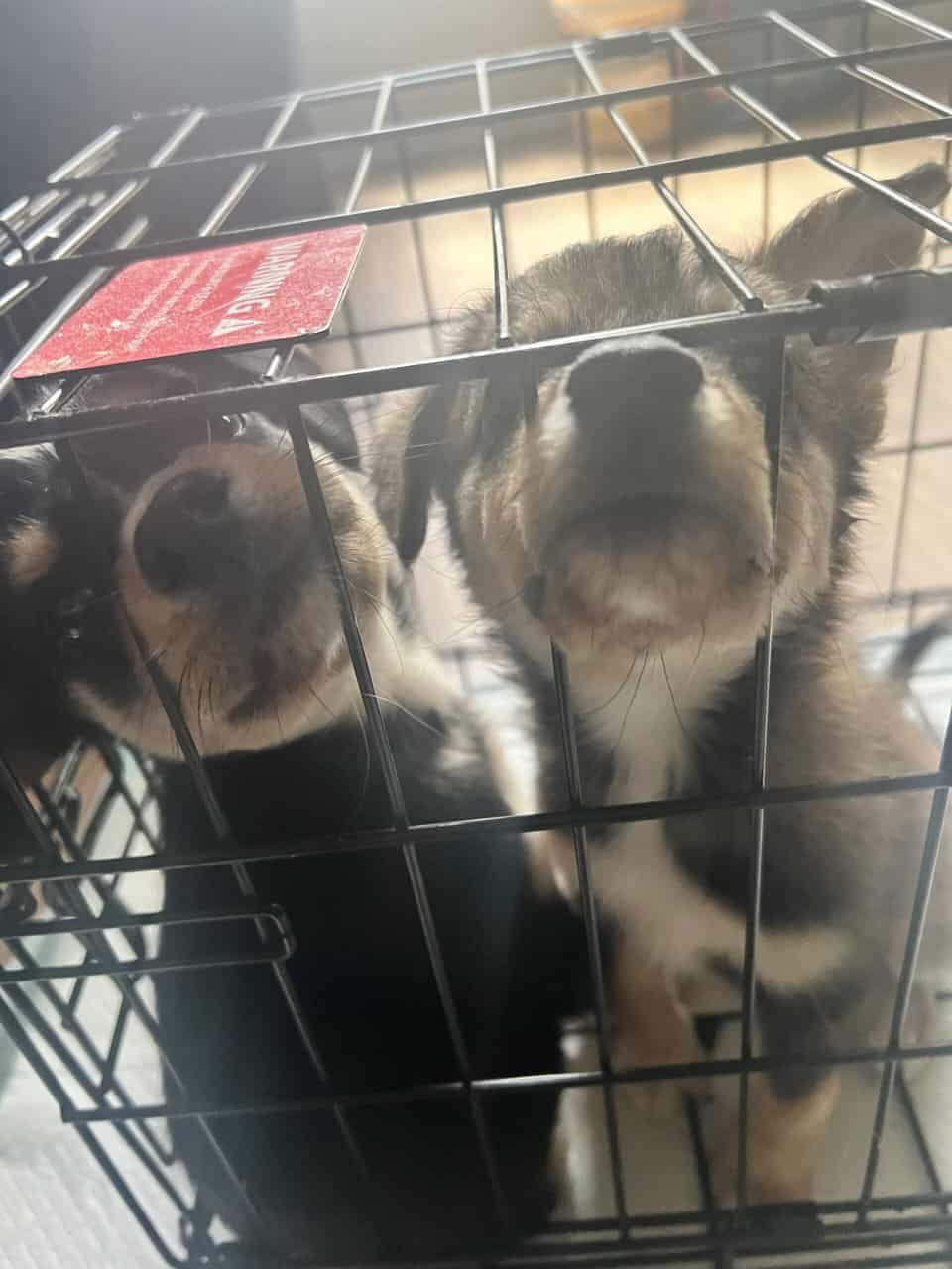 Puppies image 4
