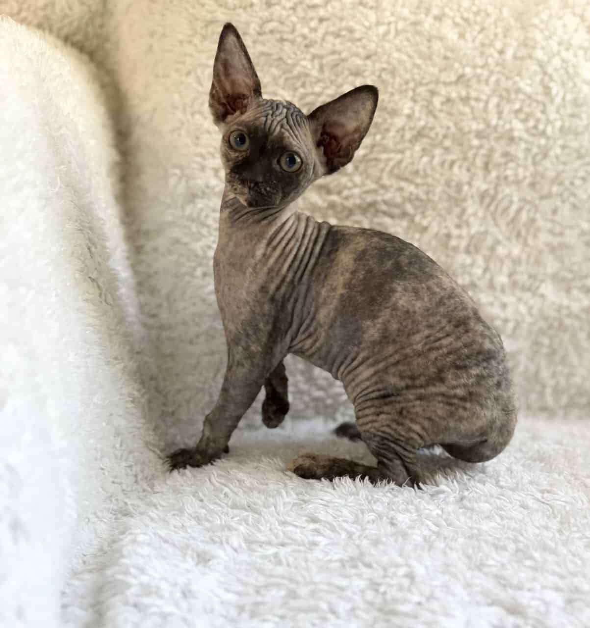 Sphynx kittens image 2