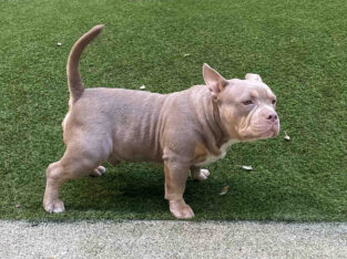 3X Cowboy Line/Champion Lucky Luciano/Haka