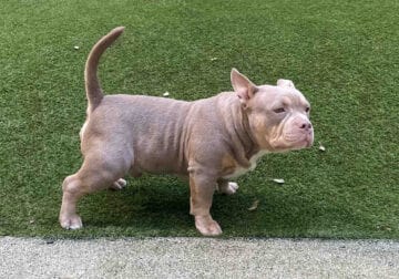 3X Cowboy Line/Champion Lucky Luciano/Haka