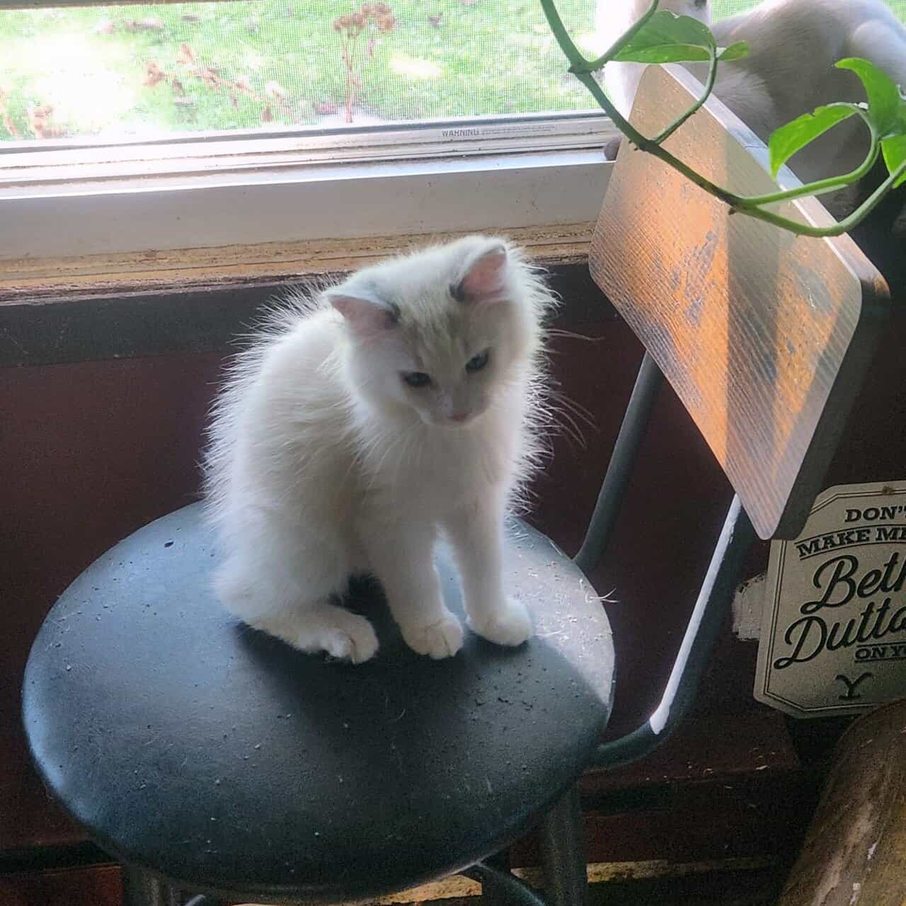 Unique Kitten Female image 2