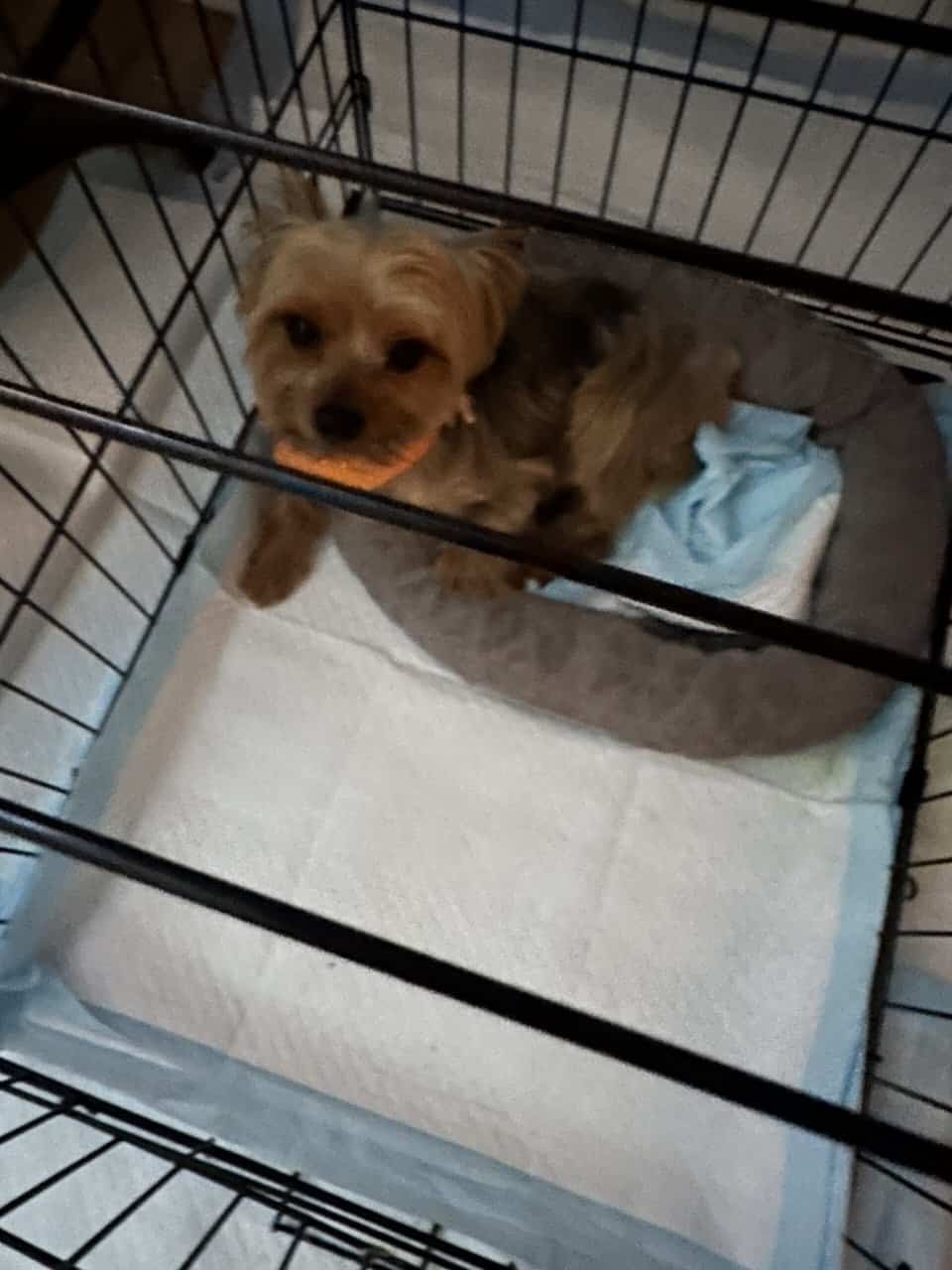 Yorkshire Terrier Male Dog Gino image 2