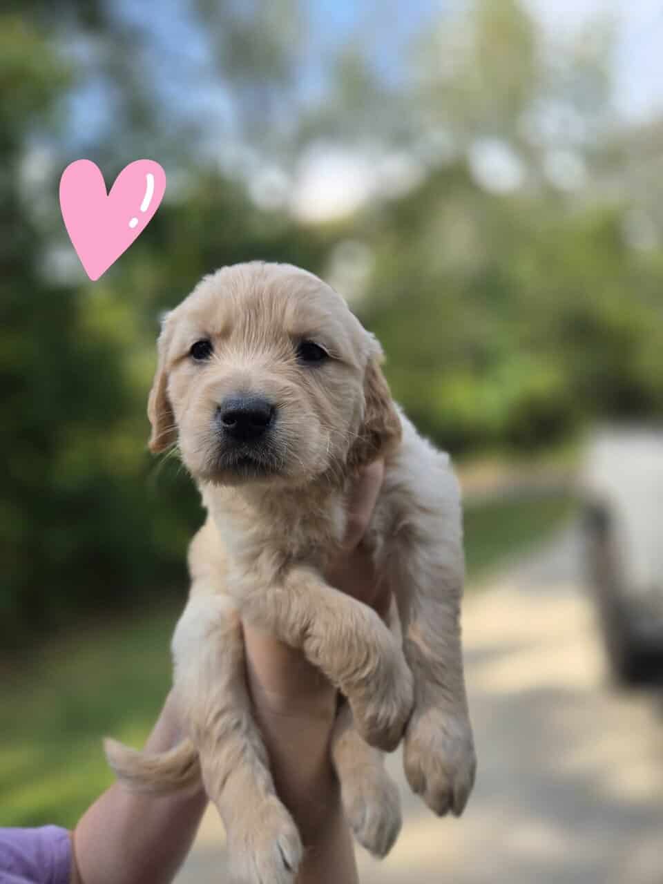 AKC Golden Retriever Puppies image 5