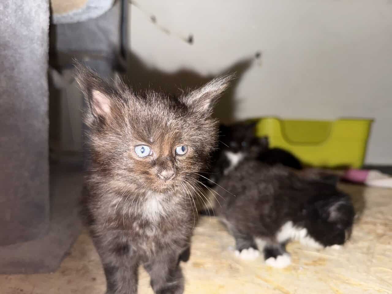 Mainecoon kittens image 9