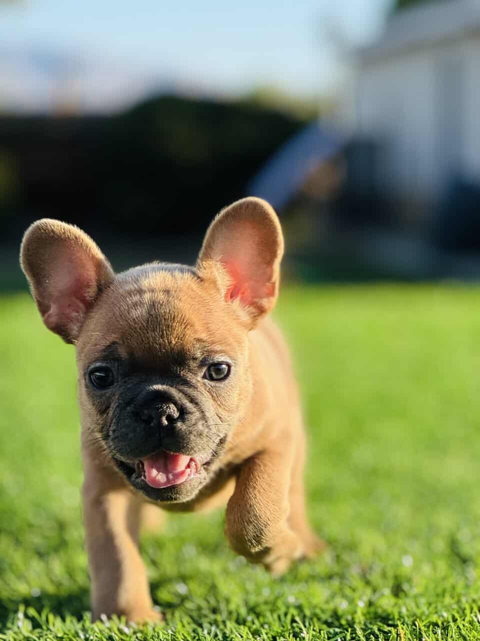 FRENCH BULLDOG PUPPY image 4