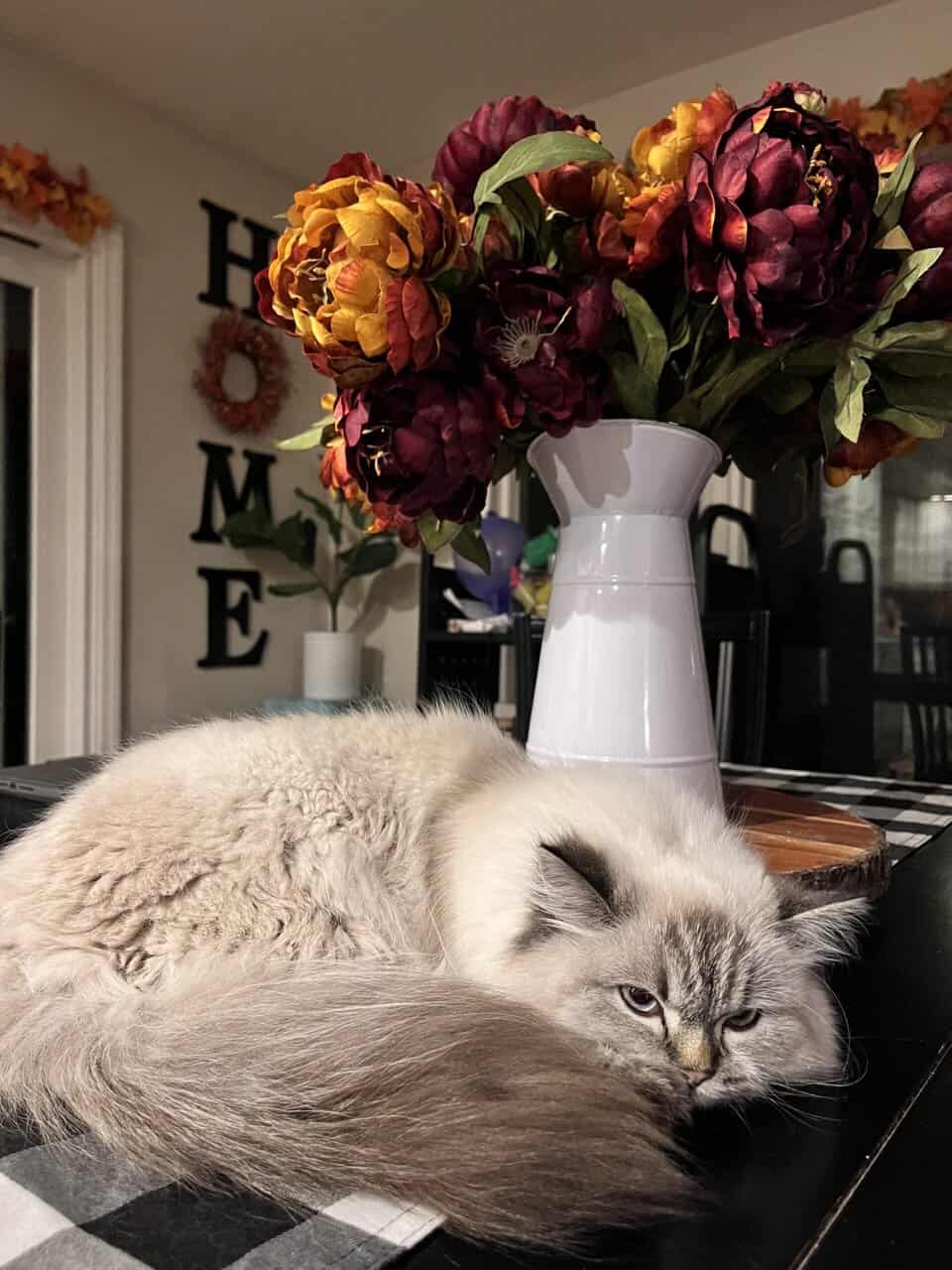 Vanilla is a Seal Point Himalayan Cat 1.5 Yrs Old image 8